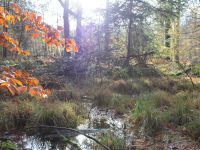 Herbstwald Neuenlande-Kraemer.jpg