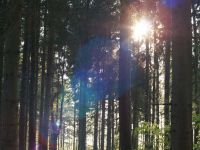 Waldweg beim Borstgrasrasen-M Hohenwald.jpg
