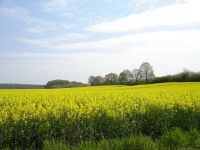 goldener Rosengarten-Moor-S Paap.jpg