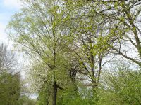 Frühling auf dem Knüllen-S Paap.jpg