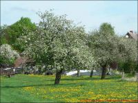Breitenfelde-Apfelbäume.jpg