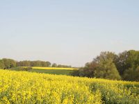 Rapsfelder am Mannhagener Weg-M Hohenwald.jpg