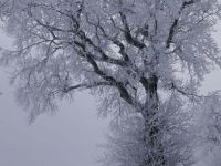 Winter am Mühlenweg-Sabine Bengtsson-2.jpg