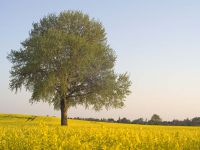 Freistehender Baum im Rapsfeld vor Breitenfelde-M Hohenwald.jpg
