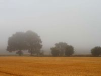 Nebel-Otte.jpg